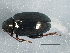 ( - BIOUG05621-E02)  @13 [ ] CreativeCommons - Attribution (2013) CBG Photography Group Centre for Biodiversity Genomics