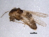  (Cricotopus bicinctus grp - BIOUG05628-F11)  @13 [ ] CreativeCommons - Attribution (2012) CBG Photography Group Centre for Biodiversity Genomics