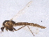  (Orthocladius dorenus - BIOUG05638-E04)  @14 [ ] CreativeCommons - Attribution (2012) CBG Photography Group Centre for Biodiversity Genomics