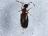  ( - BIOUG05699-G12)  @13 [ ] CreativeCommons - Attribution (2013) CBG Photography Group Centre for Biodiversity Genomics