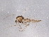  ( - BIOUG05711-H05)  @12 [ ] CreativeCommons - Attribution (2012) CBG Photography Group Centre for Biodiversity Genomics