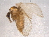  ( - BIOUG05734-C03)  @13 [ ] CreativeCommons - Attribution (2012) CBG Photography Group Centre for Biodiversity Genomics