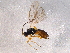  (Dacnusa temula - BIOUG05735-B08)  @14 [ ] CreativeCommons - Attribution (2012) CBG Photography Group Centre for Biodiversity Genomics
