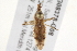  ( - BIOUG08378-G08)  @13 [ ] CreativeCommons - Attribution (2013) CBG Photography Group Centre for Biodiversity Genomics
