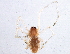  ( - BIOUG08496-C07)  @13 [ ] CreativeCommons - Attribution (2014) CBG Photography Group Centre for Biodiversity Genomics