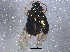  ( - BIOUG08570-A05)  @13 [ ] CreativeCommons - Attribution (2014) CBG Photography Group Centre for Biodiversity Genomics