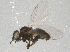  (Pseudonapomyza europaea - BIOUG08682-B09)  @13 [ ] CreativeCommons - Attribution (2014) CBG Photography Group Centre for Biodiversity Genomics