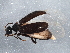 (Sapintus pubescens - BIOUG08377-A06)  @14 [ ] CreativeCommons - Attribution (2013) CBG Photography Group Centre for Biodiversity Genomics
