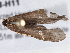  (Neophylax fuscus - BIOUG08378-H11)  @13 [ ] CreativeCommons - Attribution (2013) CBG Photography Group Centre for Biodiversity Genomics