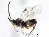  (Microplitis jft23 - BIOUG08568-F09)  @14 [ ] CreativeCommons - Attribution (2014) CBG Photography Group Centre for Biodiversity Genomics
