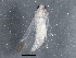  (Edwardsiana ulmiphagus - BIOUG08648-G07)  @14 [ ] CreativeCommons - Attribution (2013) CBG Photography Group Centre for Biodiversity Genomics