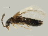  (Atheta aemula - BIOUG13055-H11)  @14 [ ] CreativeCommons - Attribution (2014) CBG Photography Group Centre for Biodiversity Genomics