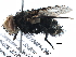  ( - BIOUG13081-C06)  @15 [ ] CreativeCommons - Attribution (2014) CBG Photography Group Centre for Biodiversity Genomics