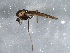  ( - BIOUG13027-G05)  @13 [ ] CreativeCommons - Attribution (2014) CBG Photography Group Centre for Biodiversity Genomics