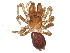  ( - BIOUG13129-A03)  @13 [ ] CreativeCommons - Attribution (2014) CBG Photography Group Centre for Biodiversity Genomics