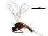  ( - BIOUG16006-F10)  @13 [ ] CreativeCommons - Attribution (2017) CBG Photography Group Centre for Biodiversity Genomics