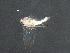  ( - BIOUG16025-B10)  @13 [ ] CreativeCommons - Attribution (2016) CBG Photography Group Centre for Biodiversity Genomics