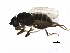  (Limosininae_gen_GK01 - BIOUG16069-G03)  @14 [ ] CreativeCommons - Attribution (2014) CBG Photography Group Centre for Biodiversity Genomics