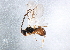 ( - BIOUG16088-A06)  @13 [ ] CreativeCommons - Attribution (2014) CBG Photography Group Centre for Biodiversity Genomics