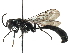  ( - BIOUG16036-E10)  @13 [ ] CreativeCommons - Attribution (2016) CBG Photography Group Centre for Biodiversity Genomics