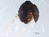 (Coccidophilus - BIOUG16094-F12)  @13 [ ] CreativeCommons - Attribution (2014) CBG Photography Group Centre for Biodiversity Genomics