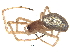  ( - BIOUG16109-C11)  @13 [ ] CreativeCommons - Attribution (2014) CBG Photography Group Centre for Biodiversity Genomics