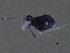 (Sminthurinus bimaculatus - BIOUG16146-B05)  @12 [ ] CreativeCommons - Attribution (2014) CBG Photography Group Centre for Biodiversity Genomics