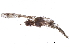  (Elipsocus moebiusi - BIOUG16150-C10)  @14 [ ] CreativeCommons - Attribution (2014) CBG Photography Group Centre for Biodiversity Genomics