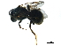  ( - BIOUG16165-A06)  @13 [ ] CreativeCommons - Attribution (2018) CBG Photography Group Centre for Biodiversity Genomics