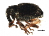  (Phytobiini - BIOUG21971-B01)  @15 [ ] CreativeCommons - Attribution (2015) CBG Photography Group Centre for Biodiversity Genomics