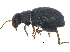  (Chaetocnema subconvexa - BIOUG21991-B12)  @15 [ ] CreativeCommons - Attribution (2015) CBG Photography Group Centre for Biodiversity Genomics