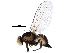  (Liriomyza septentrionalis - BIOUG21999-B12)  @14 [ ] CreativeCommons - Attribution (2016) CBG Photography Group Centre for Biodiversity Genomics