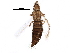  (Chirothrips alexanderae - BIOUG22023-B11)  @15 [ ] CreativeCommons - Attribution (2016) CBG Photography Group Centre for Biodiversity Genomics