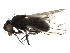  (Scatophila - BIOUG22026-C12)  @14 [ ] CreativeCommons - Attribution (2015) CBG Photography Group Centre for Biodiversity Genomics