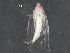  ( - BIOUG22034-C06)  @12 [ ] CreativeCommons - Attribution (2016) CBG Photography Group Centre for Biodiversity Genomics