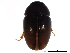  ( - BIOUG22047-F10)  @13 [ ] CreativeCommons - Attribution (2015) CBG Photography Group Centre for Biodiversity Genomics