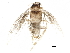  ( - BIOUG22049-A01)  @12 [ ] CreativeCommons - Attribution (2015) CBG Photography Group Centre for Biodiversity Genomics