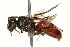  (Sphecodes clematidis - BIOUG22051-F09)  @15 [ ] CreativeCommons - Attribution (2015) CBG Photography Group Centre for Biodiversity Genomics
