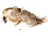  (Eukiefferiella devonica gr - BIOUG22054-D09)  @13 [ ] CreativeCommons - Attribution (2015) CBG Photography Group Centre for Biodiversity Genomics