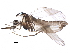  (Alaskacladius - BIOUG22075-G09)  @13 [ ] CreativeCommons - Attribution (2015) CBG Photography Group Centre for Biodiversity Genomics