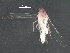  ( - BIOUG25513-A10)  @12 [ ] CreativeCommons - Attribution (2016) CBG Photography Group Centre for Biodiversity Genomics
