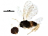  ( - BIOUG25513-D03)  @13 [ ] CreativeCommons - Attribution (2015) CBG Photography Group Centre for Biodiversity Genomics