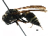  ( - BIOUG25520-G06)  @13 [ ] CreativeCommons - Attribution (2016) CBG Photography Group Centre for Biodiversity Genomics