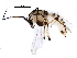  (Cricotopus - BIOUG25592-G09)  @15 [ ] CreativeCommons - Attribution (2016) CBG Photography Group Centre for Biodiversity Genomics