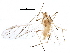  (Acyrthosiphon lactucae - BIOUG25583-E05)  @13 [ ] CreativeCommons - Attribution (2015) CBG Photography Group Centre for Biodiversity Genomics