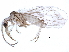  (Coniopteryginae - BIOUG25601-H10)  @14 [ ] CreativeCommons - Attribution (2015) CBG Photography Group Centre for Biodiversity Genomics