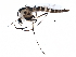  ( - BIOUG25615-B10)  @14 [ ] CreativeCommons - Attribution (2015) CBG Photography Group Centre for Biodiversity Genomics