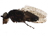  ( - BIOUG25619-B02)  @13 [ ] CreativeCommons - Attribution (2015) CBG Photography Group Centre for Biodiversity Genomics