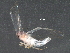  ( - BIOUG25628-A04)  @12 [ ] CreativeCommons - Attribution (2016) CBG Photography Group Centre for Biodiversity Genomics