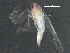  ( - BIOUG25628-A05)  @12 [ ] CreativeCommons - Attribution (2016) CBG Photography Group Centre for Biodiversity Genomics